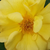 Galben - Trandafir pentru straturi Floribunda - Golden Delight
